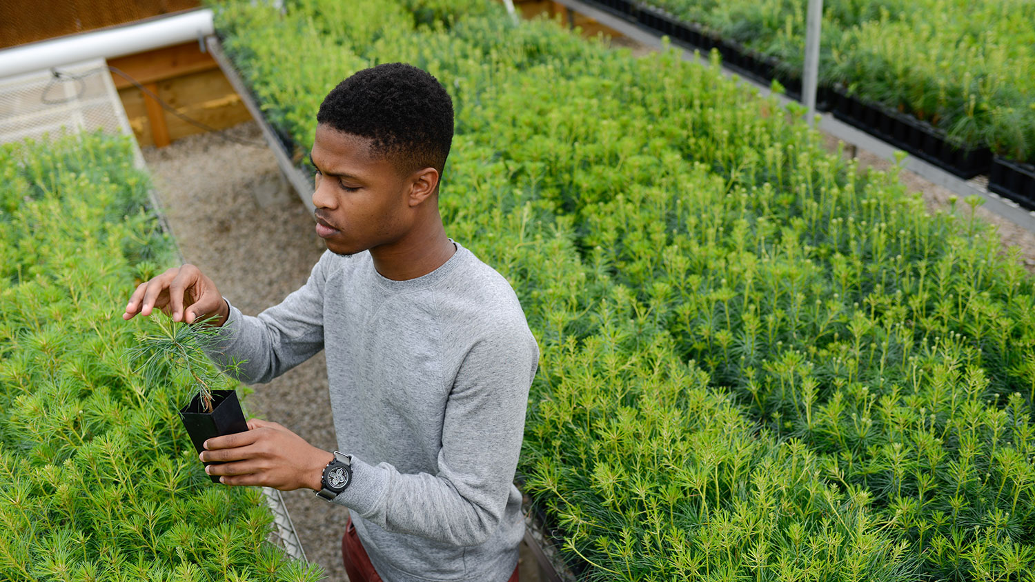 Student in greenhouse