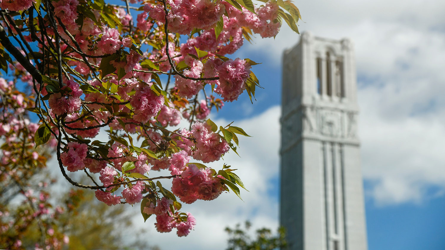 NC State Belltower with Kwanzan cherry tree